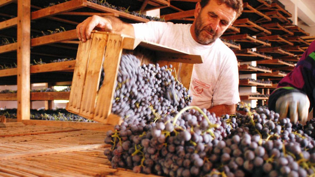 A man dumping red grapes onto a table from a wooden crate
