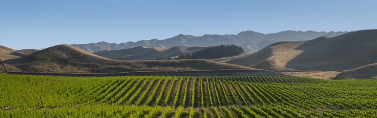 Vineyard landscape in New Zealand