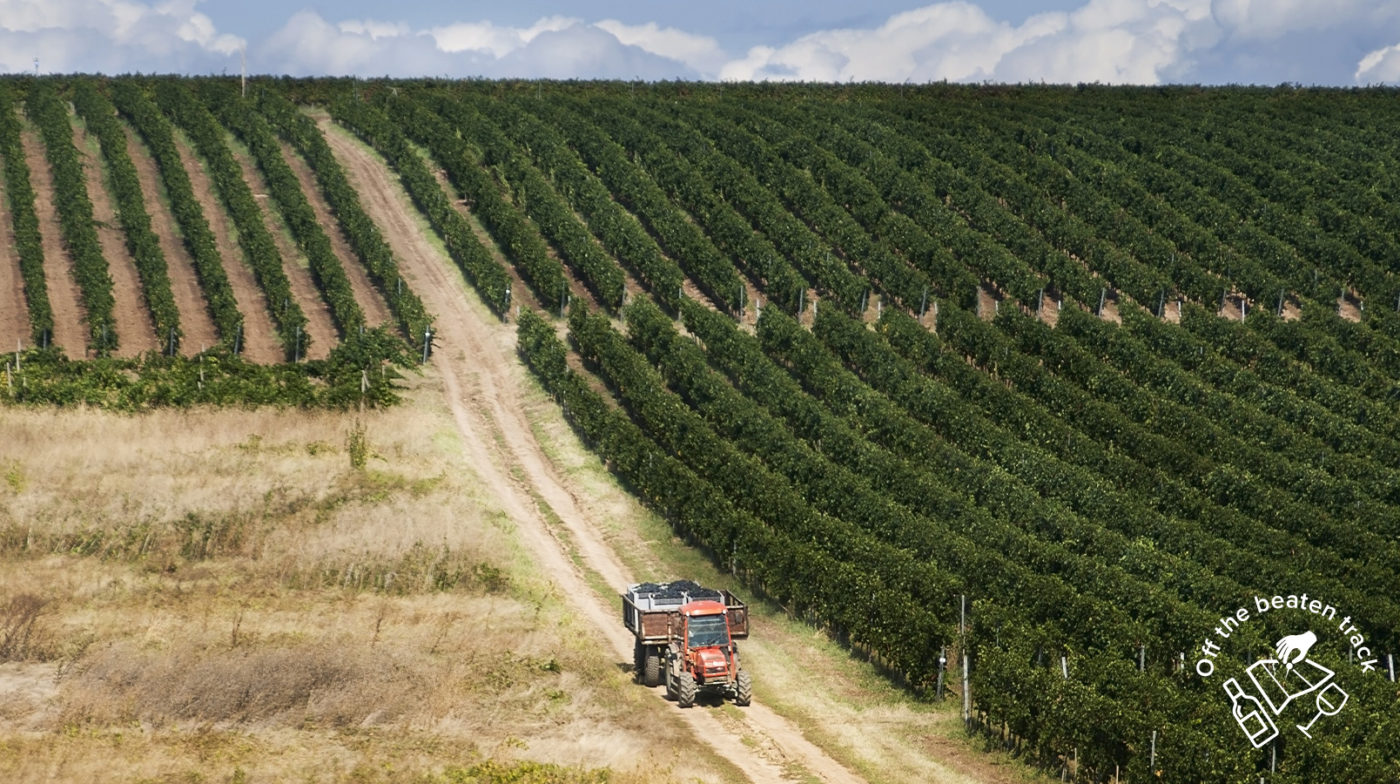 Rows of vinyards in Romania with a tractor on a dirt road.