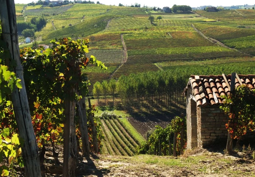 Landscape vineyard with lush green rolling hills in Northern Italy.