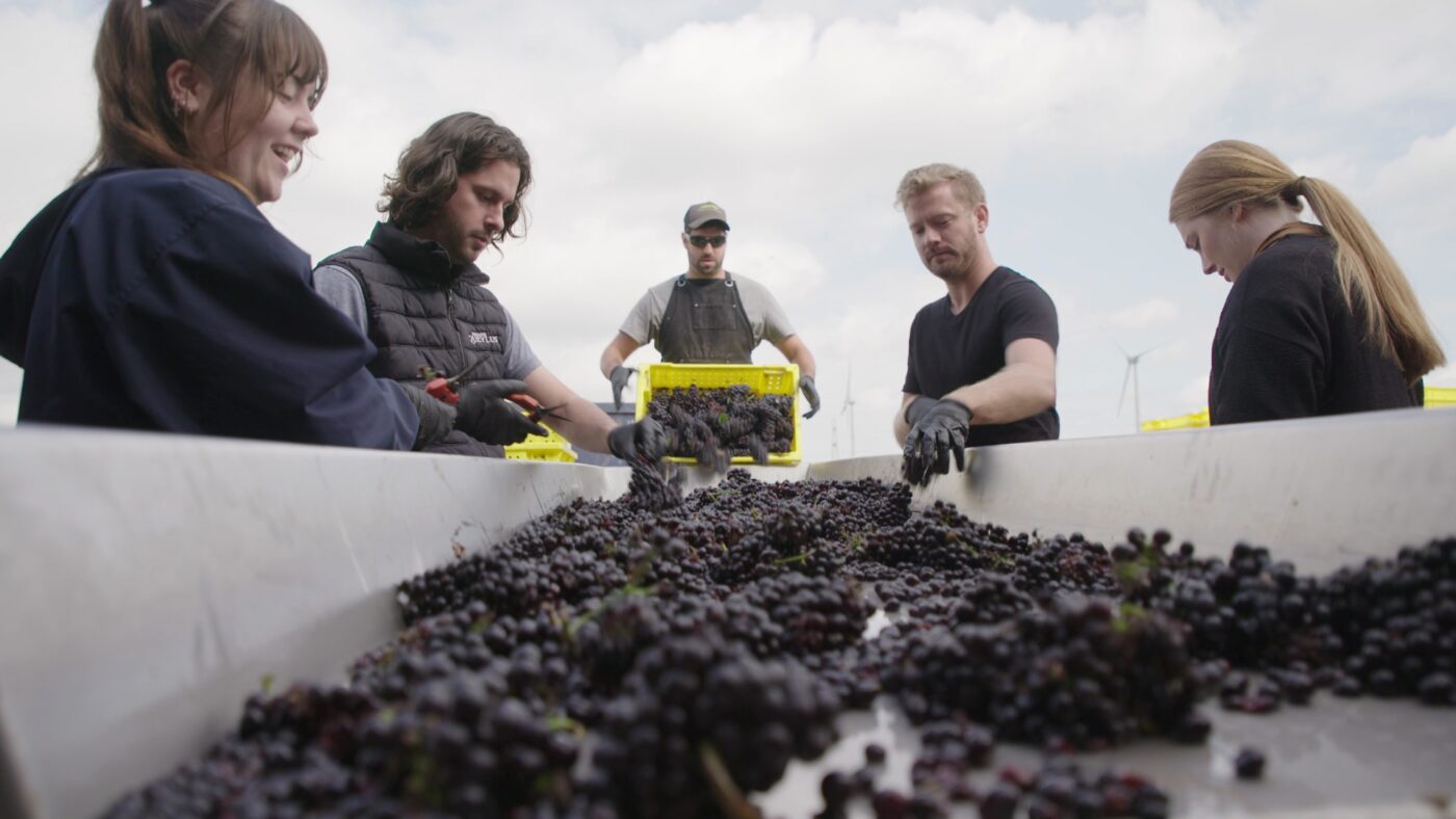 5 people, three women and two men standing around a grape sorter removing unsuitable berries.